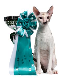 Cornish Rex cat, 7 months old, sitting next to prize in front of white background