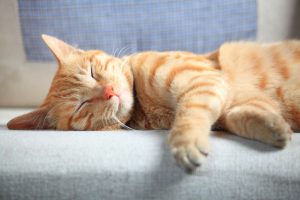 Cat sleeping on the couch.