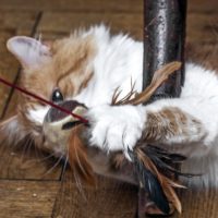 En lekande katt