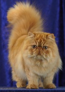 Persialainen