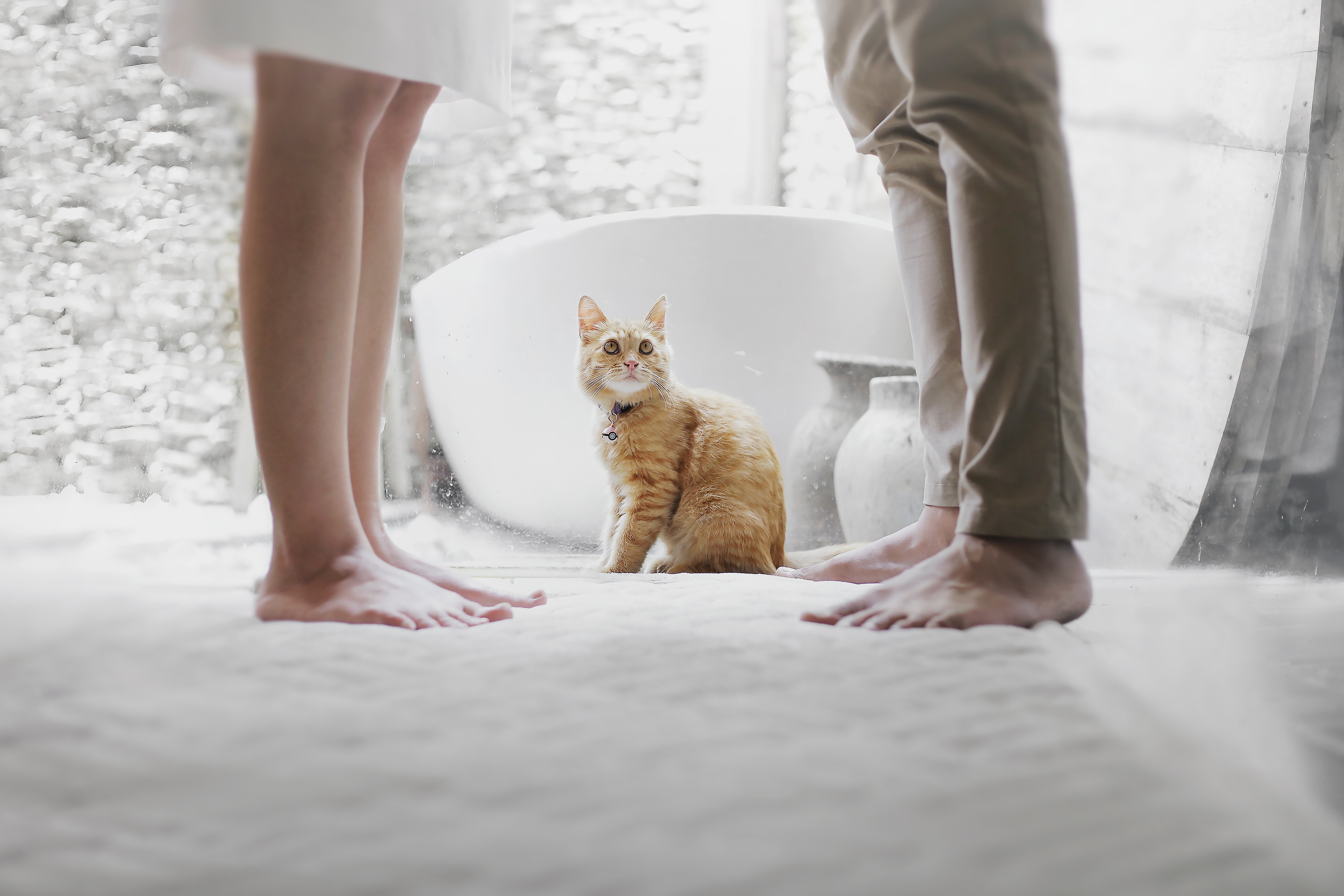 Katt sitter på mattan