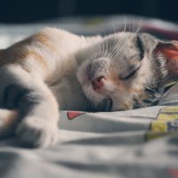 Katt som sover