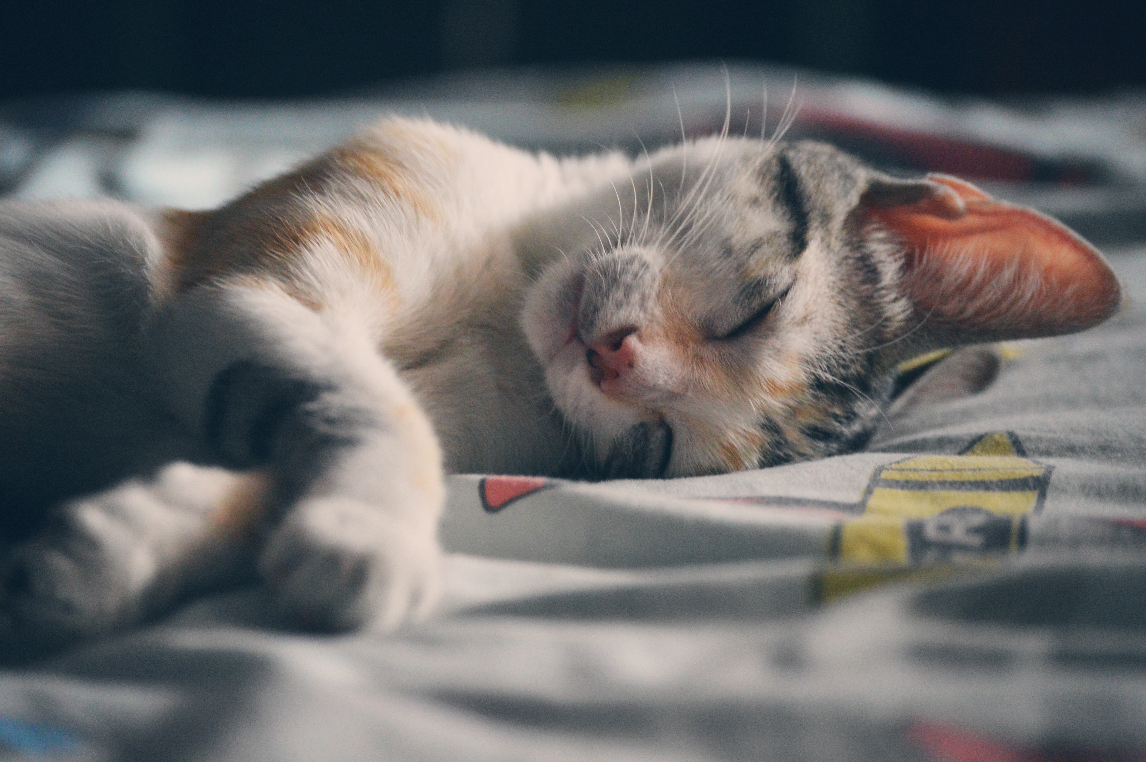Katt som sover